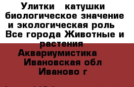 Улитки – катушки: биологическое значение и экологическая роль - Все города Животные и растения » Аквариумистика   . Ивановская обл.,Иваново г.